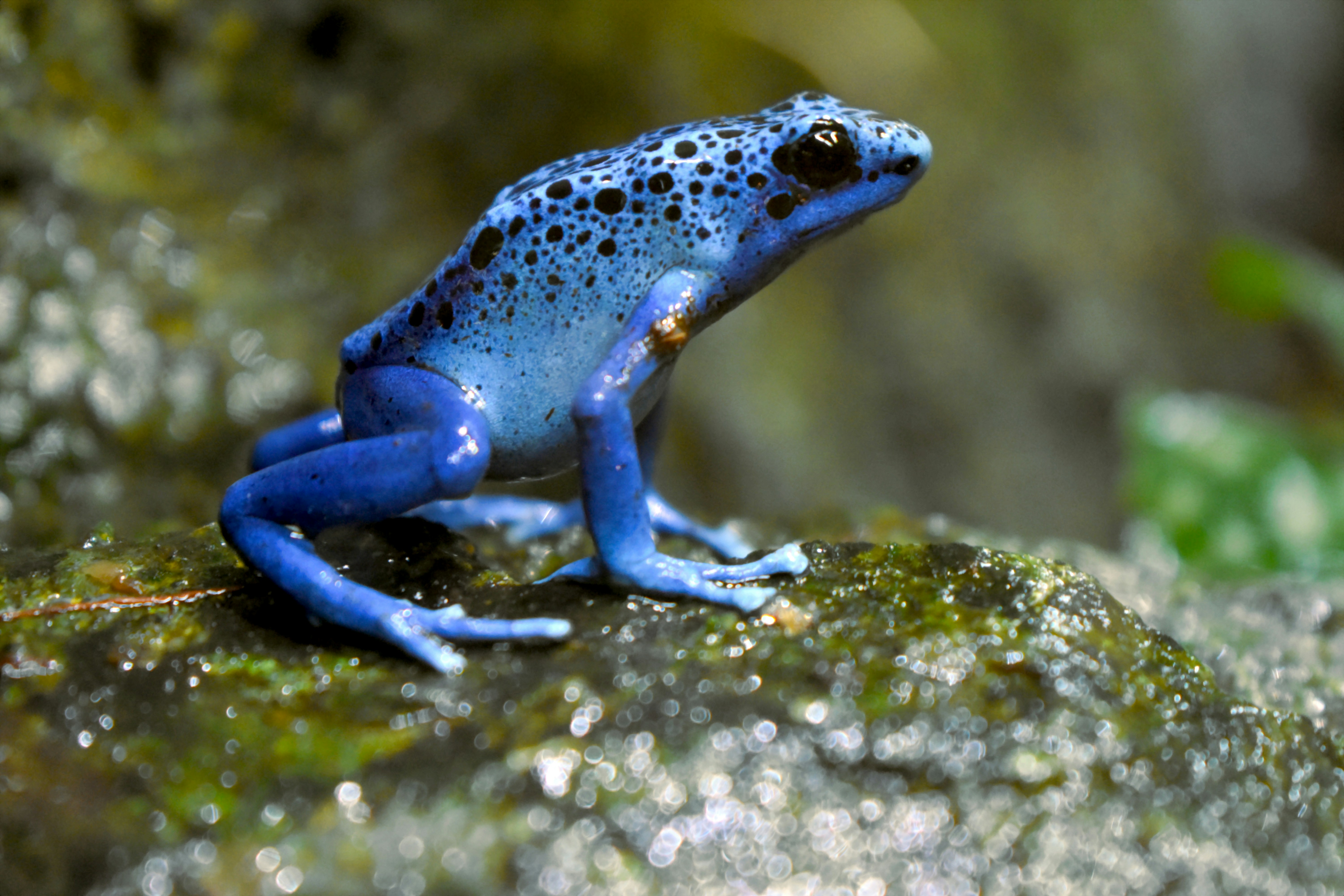 A blue poison dart posted up parallel to the camera